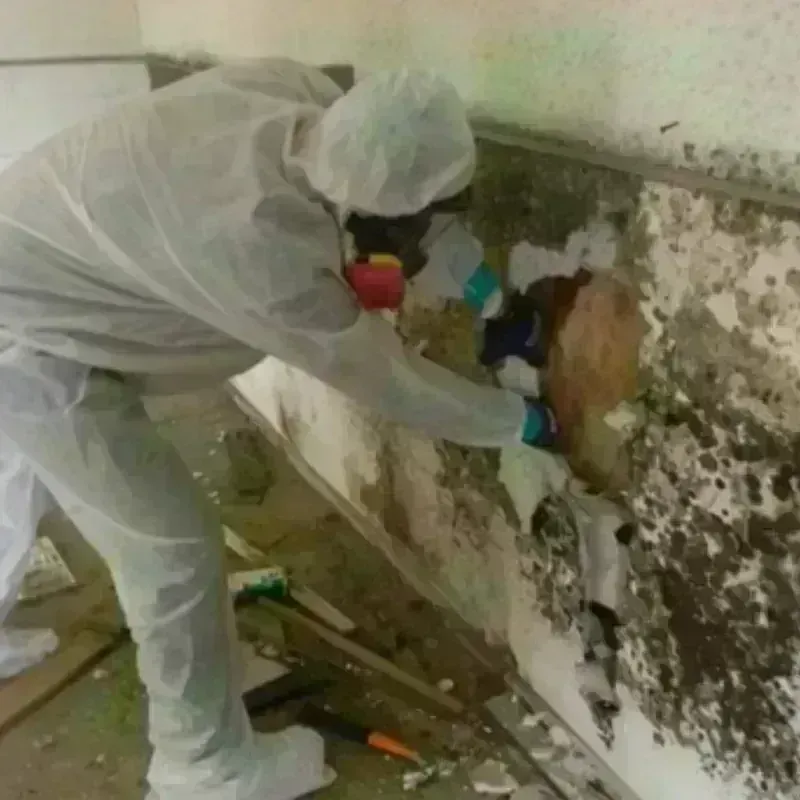 Mold Remediation and Removal in Deaf Smith County, TX